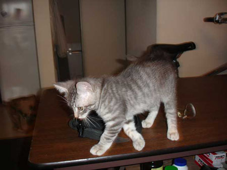 Kitten-walks-on-desk