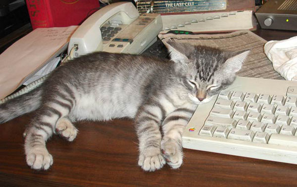 Nuke-snoozes-on-keyboard