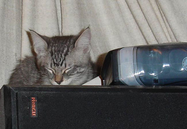 Nuke-snoozing-speakers-5