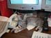 Kitten-sprawled-on-desk