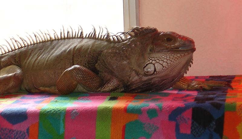 Don-Iguana